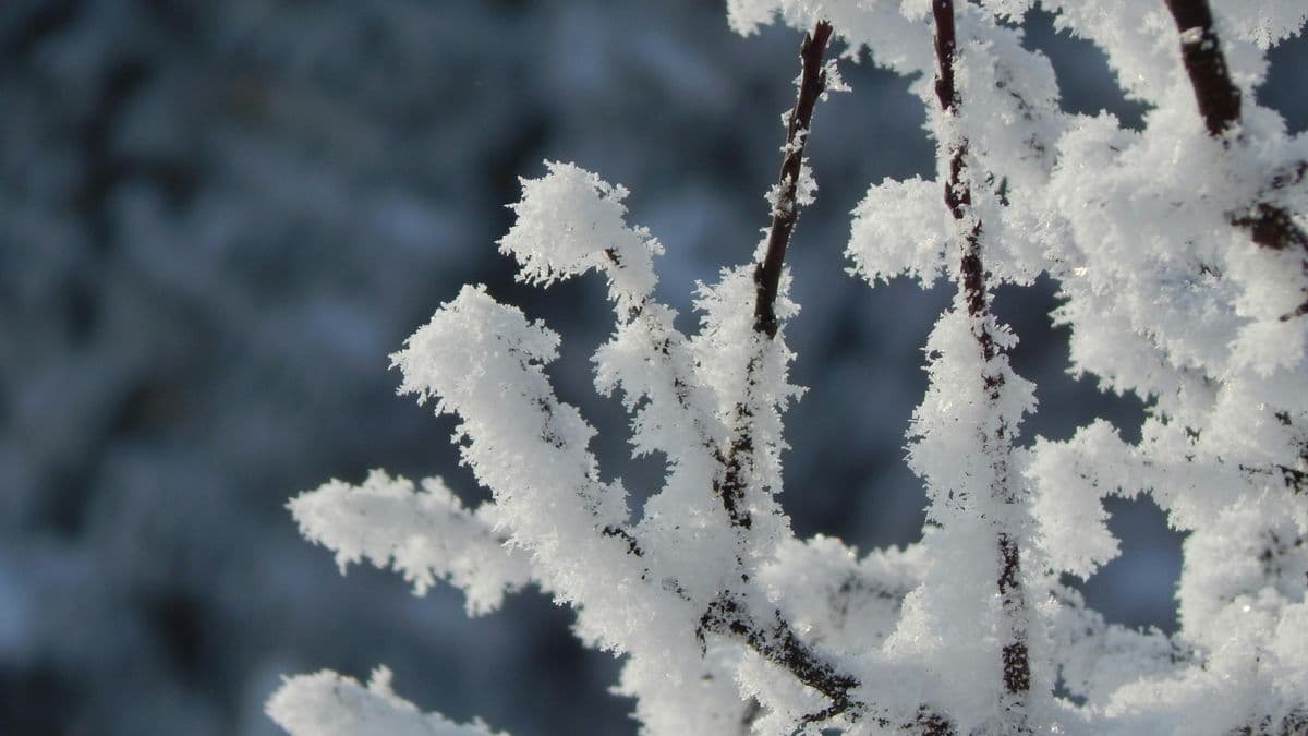 Дала елін қар мен аяз құрсауға алды
