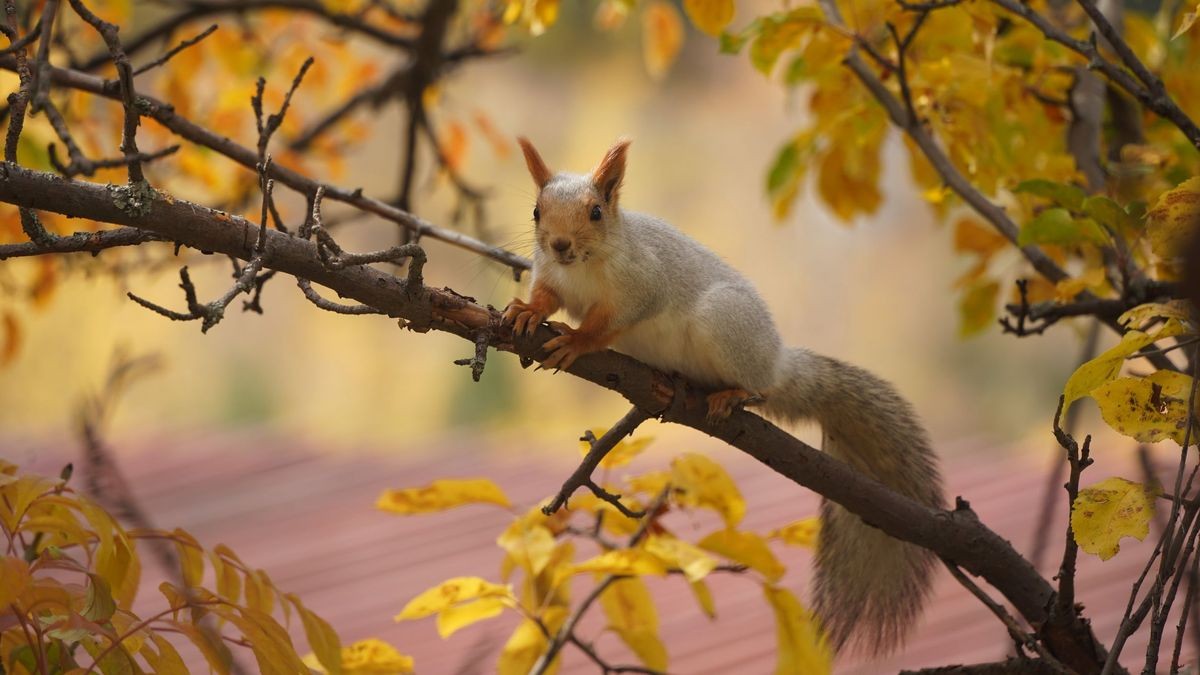 Күз қақпасында: 30 қыркүйекте еліміздің 16 өңірінде үсік пен өрт қаупі сақталады